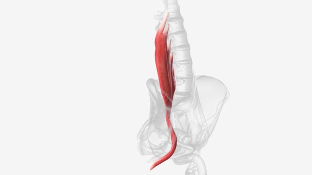 ソースの筋肉は 脊椎に非常に近い体の深部に位置する寄生筋であり 骨盤のレンガ — ストック動画