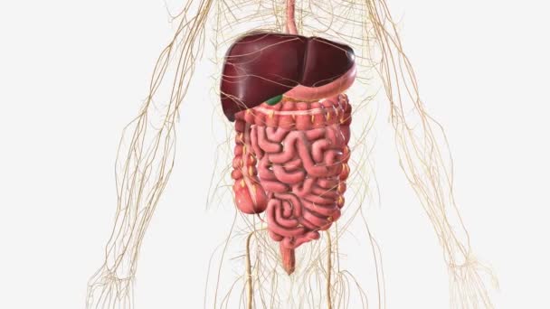 Système Digestif Système Nerveus — Video