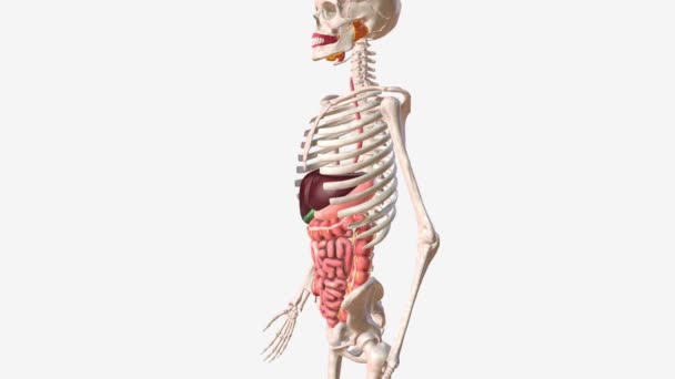 Digestive System Includes Mouth Pharynx Throat Esophagus Stomach Small Intestine — Video
