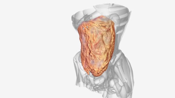 更大的内膜是两个腹膜褶皱中较大的一个 — 图库视频影像