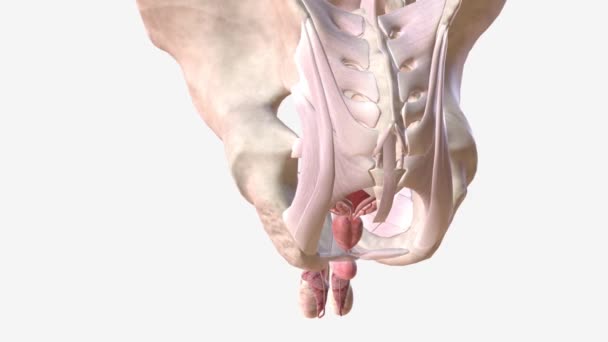 男性の骨盤床の筋肉は膀胱および腸を支え 性的機能に影響を与えます — ストック動画