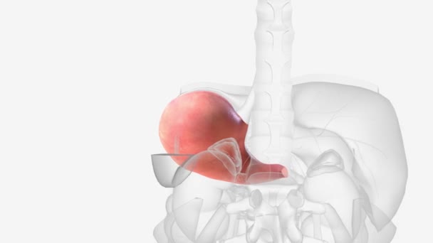 胃是上腹的器官 — 图库视频影像