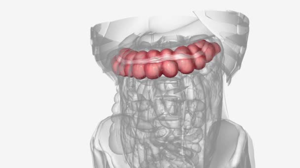 横结肠是横贯腹部的大肠的一部分 — 图库视频影像