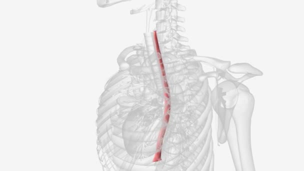 食管是一种中空的肌肉管 它将食物和液体从喉咙输送到胃部 — 图库视频影像