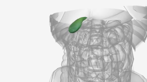 胆囊是位于你肚子右上角的一个小的 象袋一样的器官 — 图库视频影像