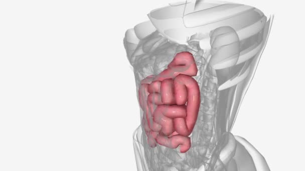 Jejunum Second Part Small Intestine Humans Most Higher Vertebrates — Stock Video