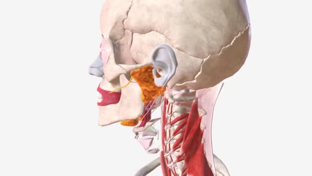 Your Salivary Glands Lubricate Your Mouth Help You Swallow Aid — Stock Video