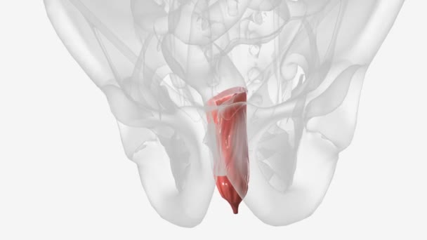 你的直肠在结肠的一端 在肛管的另一边 — 图库视频影像