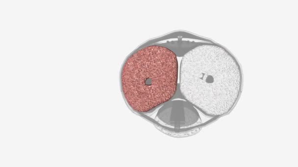 Corpus Cavernosum Penis Singular One Pair Sponge Regions Erectile Tissue — Stok Video