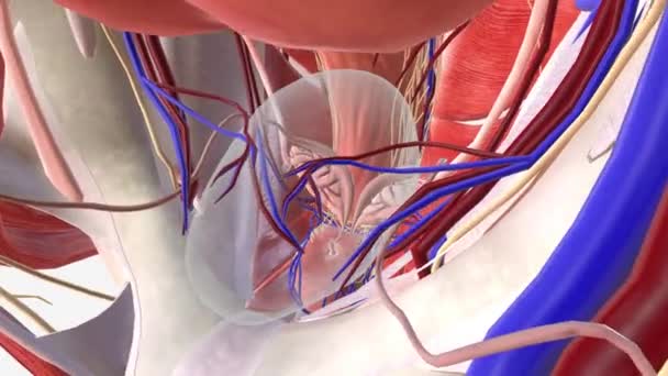 前立腺は精子を作るのを助ける男性の小さな腺です — ストック動画