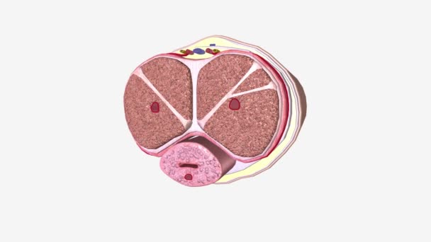 Inset Shows Cross Section Penis Including Blood Vessels Dorsal Nerve — Stok Video