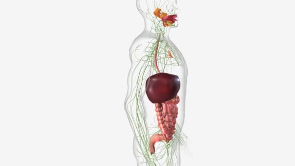 Digestive System Lymphatic System — Stock Video