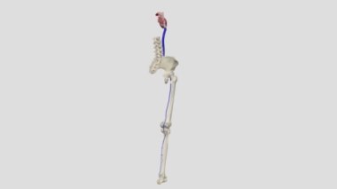 Arka tibial damarlar alt bacaklarınızdaki kan damarlarıdır. Baldırlarından, ayak bileklerinden ve tabanından kan toplayıp kalbine geri götürüyorlar.