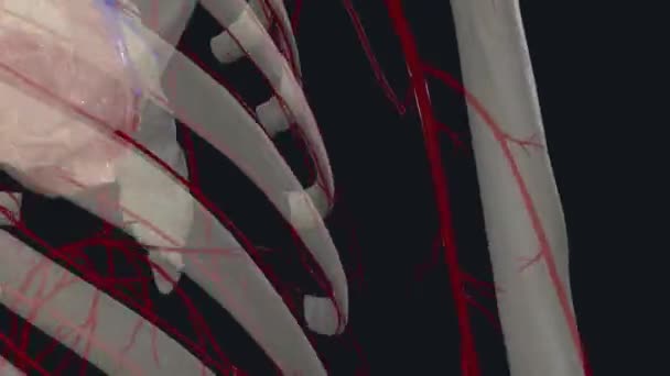 Posterior Interkostal Arterler Üst Interkostal Arterin Dallarıdır — Stok video