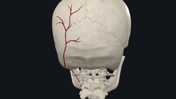 枕骨动脉是颈外动脉的一个分支 为头皮后部提供动脉供应 — 图库视频影像