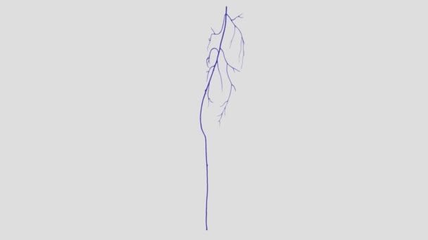 Continuing Proximally Superficial Femoral Vein Joined Deep Femoral Vein Upper — Stock Video