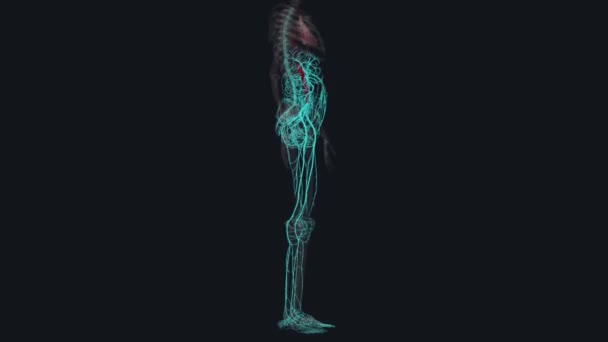 Abdominal Aort Anevrizması Vücudun Ana Atardamarının Alt Kısmında Aort Adı — Stok video