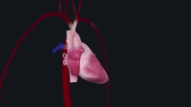 Pumpt Blut Ihren Körper Während Ihr Herz Schlägt — Stockvideo