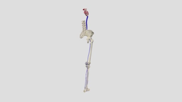 Deep Venous System Calf Includes Anterior Posterior Tibial Veins Paired — Stock Video