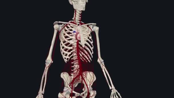 Aortun Ana Dalları Arasında Brakiyosefalik Arter Sol Şah Damarı Sol — Stok video