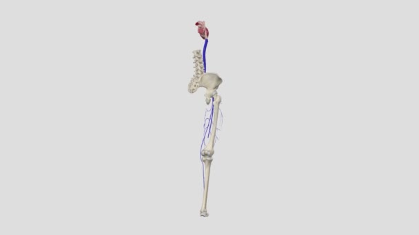 근접하게 표면적인 대퇴부 정맥은 허벅지 위쪽에 대퇴부 정맥에 결합되고 일반적인 — 비디오