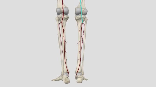 Anterior Tibial Arter Popliteal Arterin Ana Dallarından Biridir — Stok video