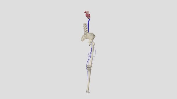 偉大なサフェノス静脈は足首から溝までの足の内側の表面の近くで走っている大きな静脈血管です — ストック動画