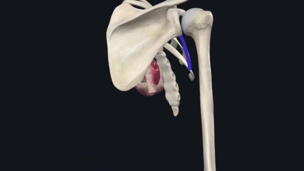 腋窝静脉是一种大的血管 将血液从胸部 腋窝和上肢的侧面输送到心脏 — 图库视频影像
