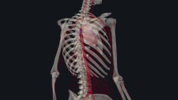 Las Arterias Intercostales Posteriores Son Ramas Arteria Intercostal Superior — Vídeos de Stock