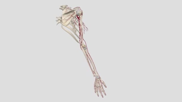 Arterial Supply Upper Limb Derived Subclavian Artery Arterial Supply Upper — Stock Video