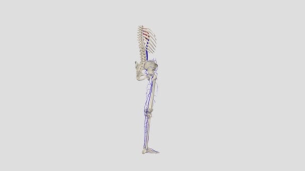 下肢の静脈は伝統的に2つのシステムで構成されています 筋肉のコンパートメント内の1つとその高速なシステム 深いシステム — ストック動画