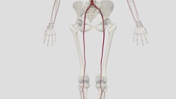 대퇴골 동맥은 극단적인 구조를 낮추고 부분적으로 혈액을 제공하는 혈관입니다 — 비디오