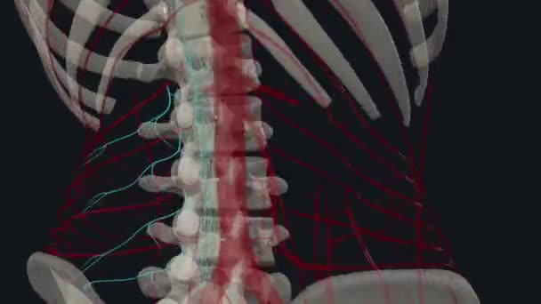 内壁の動脈は 後部腹部壁に発見された腹部欠乏の枝の4つのペアです — ストック動画
