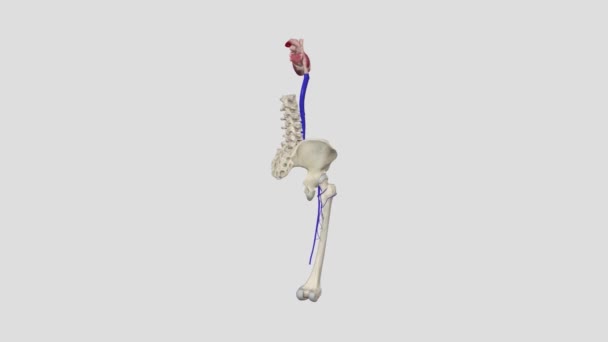 허벅지 Profunda Femoris 정맥의 대퇴골 정맥은 허벅지에 정맥입니다 — 비디오