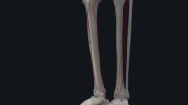 Anterior tibial arter, popliteal arterin ana dallarından biridir.
