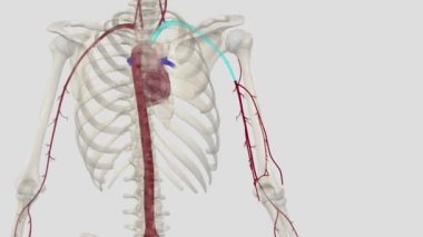 Üst uzvun ana arterleri şunlardır: subklavyen arter, axillary arter, brakiyal arter ve dirsek ve radyal arter..
