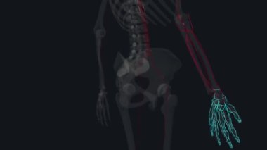 Ön kol. Radyal arter, ön kol ve ele kan sağlayan iki ana kan damarından biri.