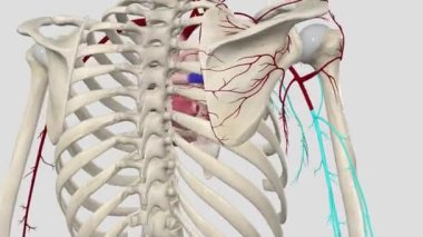 Torakromial arter, göğüs bölgesi, deltoid, klaviküler ve akromiyal dalların kas ve derilerini sağlamak için dört dal verir.