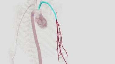 Üst uzvun ana arterleri şunlardır: subklavyen arter, axillary arter, brakiyal arter ve dirsek ve radyal arter..