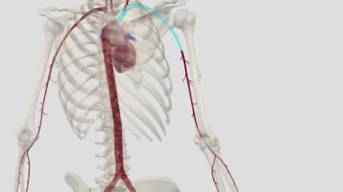 Kol atardamarı aksiller arterin alt kısmından başlayan ana kas atardamarının uzantısıdır.