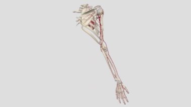 Üst uzvun atardamarı subklavyen arterden türemiş. Üst kol subklavyen arterine atardamar Radial arter Ulnar arteri..
