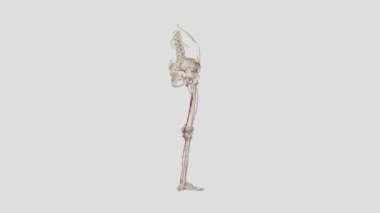 Alt uzvun atardamarları. Dış iliak arterler (sağ ve sol) alt uzuvların diğer arterlerine kan taşır.