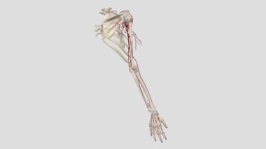 Torakromial arter, göğüs bölgesi, deltoid, klaviküler ve akromiyal dalların kas ve derilerini sağlamak için dört dal verir.