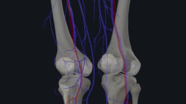 Geniküler arterlere eşlik eden damarlar dizin etrafındaki yapılardan kan emiyor ve popliteal damarda son buluyor. .