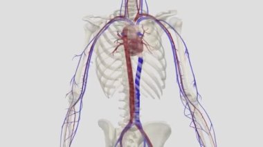 Alt vena cava, düşük oksijenli kanı alt damardan taşıyan büyük bir damardır. .