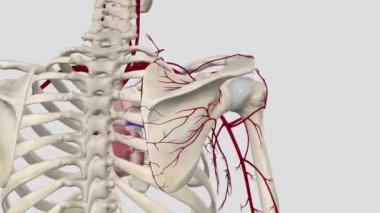 Torakromial arter, göğüs bölgesi, deltoid, klaviküler ve akromiyal dalların kas ve derilerini sağlamak için dört dal verir.