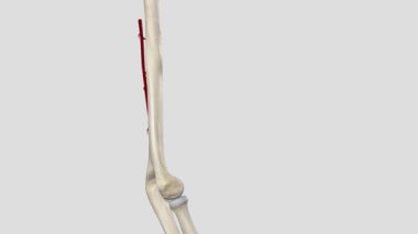 Kol atardamarı aksiller arterin alt kısmından başlayan ana kas atardamarının uzantısıdır.