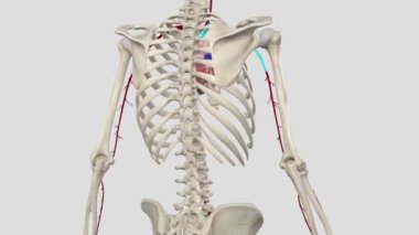 Kol atardamarı aksiller arterin alt kısmından başlayan ana kas atardamarının uzantısıdır.