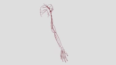Üst uzvun atardamarı subklavyen arterden türemiş. Üst kol subklavyen arterine atardamar Radial arter Ulnar arteri..
