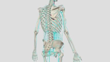 Aortun ana dalları arasında brakiyosefalik arter, sol şah damarı ve sol subklavyen arter bulunur. .